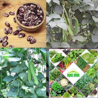 hạt giống đậu ngự 5 hạt HAT F1
