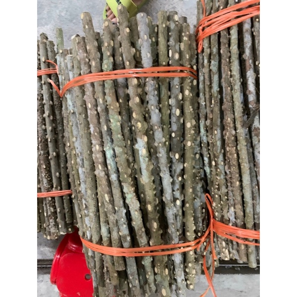 Cầu gạo cho chim chào mào Đậu Shop Cầu cho chim bằng cây gạo tư nhiên