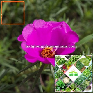 100H - HẠT GIỐNG HOA MƯỜI GIỜ MỸ CÁNH ĐƠN Hạt Giống Nông Trại Xanh THE GARDEN