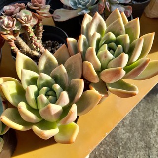 Sen đá đế lai pha lê, hàng nhập Trung