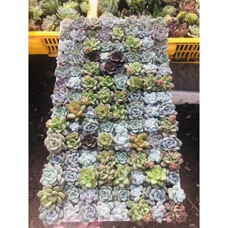 Combo 50 sen đá vỉ size 3-4 cm 150