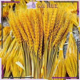 Bông Lúa Mạch Khô Décor Sét 100 Bông