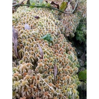 Dớn Sphagnum junghuhnianum  ( hộp 10x15cm)
