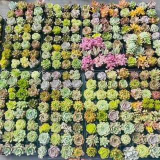 🔥 sale + free ship 🔥 combo 20 sen đá size bầu 5-7cm
