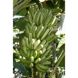Cây giống chuối sọc dưa cấy mô giống chuẩn