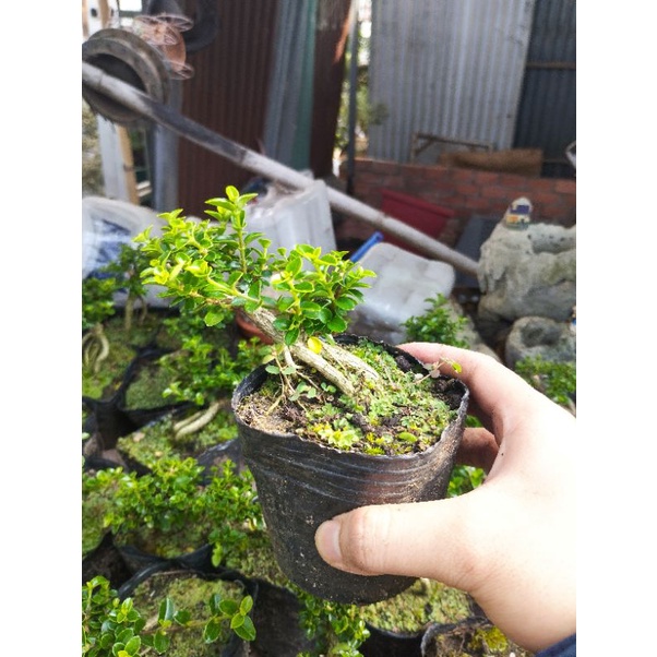 Sam hương phôi mini gốc rễ già