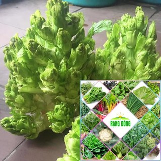 Gói 50 hạt giống cải mầm đá HAT F1