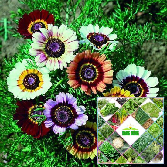 gói 50 hạt giống cúc chi mix