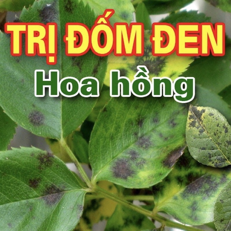 NATIVO 750ƯG 6g Sản phẩm trừ bệnh Gỉ sắt, Thán thư, đốm lá, phấn trắng hoa cây cảnh