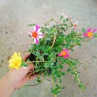 Hoa Mười Giờ Sam - cây cảnh đẹp