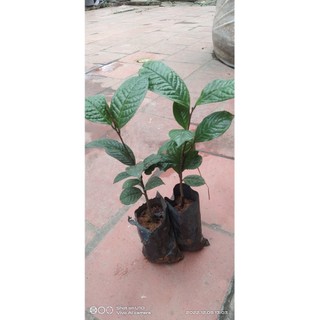 COMBO 4 CÂY TRÀ HOA VÀNG - CHÈ HOA VÀNG