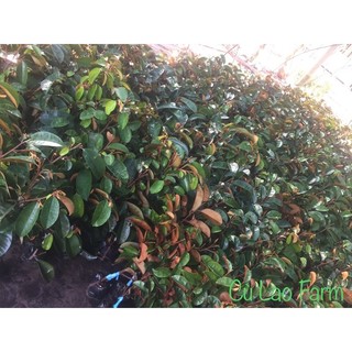 Cây Vú Sữa Tím Mica cây cao từ 50cm
