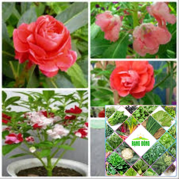 gói 50 hạt giống hoa móng tay