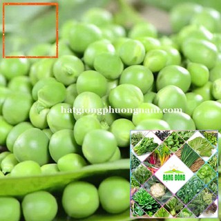 10GR - HẠT GIỐNG ĐẬU HÀ LAN Hạt Giống Nông Trại Xanh THE GARDEN