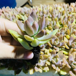 SEN ĐÁ “ĐÁ ĐỎ CÁNH DÀI”| SIZE VỈ| LỖI 1 ĐỔI 1
