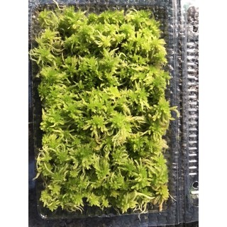 Dớn Sphagnum junghuhnianum  ( hộp 10x15cm)