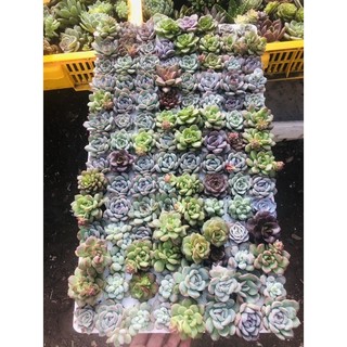 Combo 50 sen đá vỉ size 3-4 cm 150