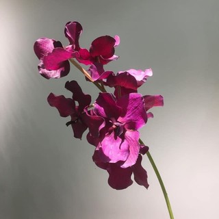 Hoa Lan ( Hoa Lụa)