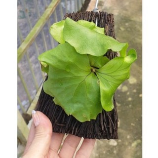 Ổ rồng nhỏ