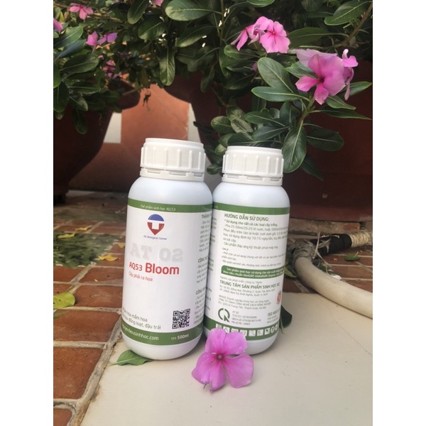cây phải ra hoa AQ53 Bloom sinh học