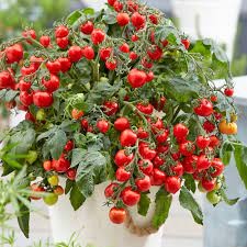 hạt giống cà chua cherry lùn đỏ 50 hạt