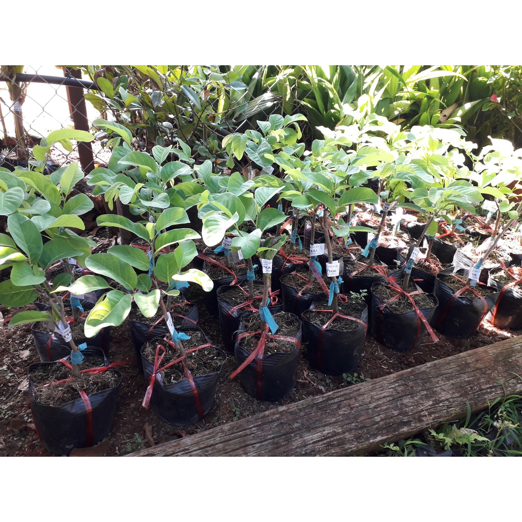 Cây giống Na (Thái) [ Mãng cầu na siêu sớm ] [GHN Express]