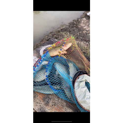 Mồi Câu Chuyên Chép ZINX11