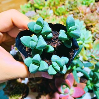 SEN ĐÁ TIM| SIZE BẦU| LỖI 1 ĐỔI 1