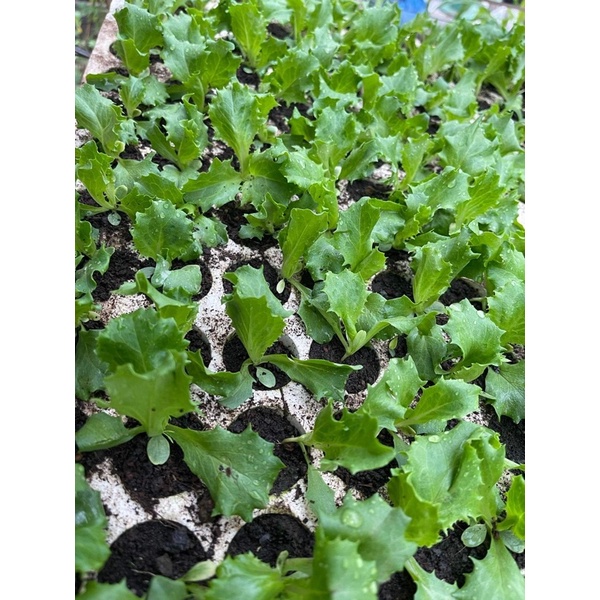 Combo 10 cây con xà lách Mỹ