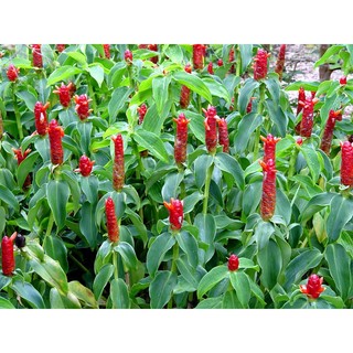 [Huanmaigarden]Cây Hoa Phúc Lộc Thọ