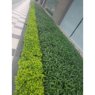 Cây công trình Cây chuỗi Ngọc giống
