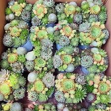 Hạt giống sen đá mix màu