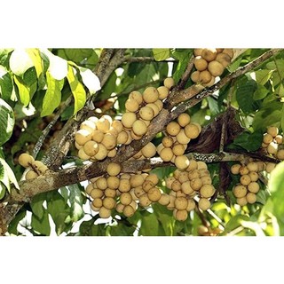 CÂY GIỐNG bòn bon ( cây giống siêu sớm có bảo hành)