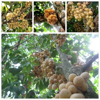 CÂY GIỐNG bòn bon ( cây giống siêu sớm có bảo hành)