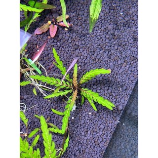 Liễu răng cưa lá nước [Cây Thủy Sinh]