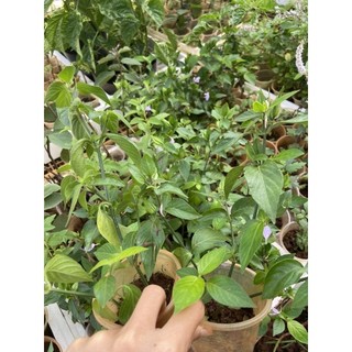 Cây giống lá cẩm đỏ, tím