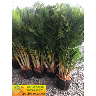 CÂY CAU LỤA Ảnh Thật số 1