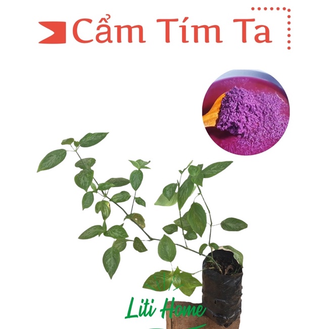 Cây lá cẩm tím (1 cây)