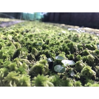 Dớn Sphagnum junghuhnianum  ( hộp 10x15cm)