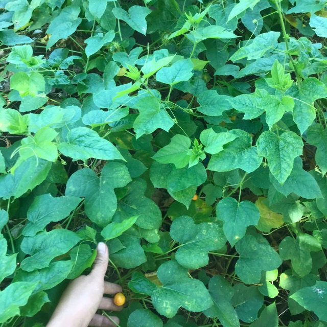 Cây Lạc Tiên  tươi 1kg