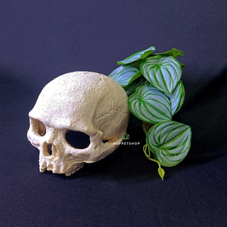 Hang Sọ (Người) - Decor - Trang Trí Chuồng Bò Sát (hang trú, tạo điểm nhấn)
