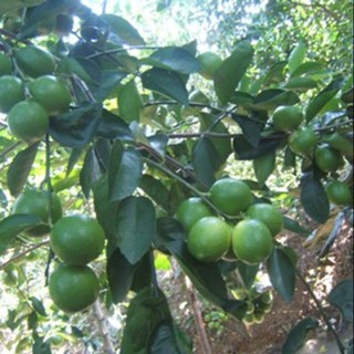 Cây giống Chanh Giấy Limca (chuẩn giống - siêu sớm trái) ( giao nhanh có bảo hành )