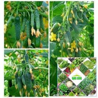 Gói 30 hạt giống dưa chuột bao tử