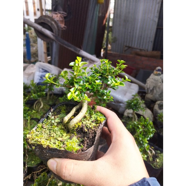 Sam hương phôi mini gốc rễ già
