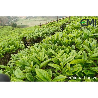 Chế phẩm sinh học BT-EMI cho chè 500ml