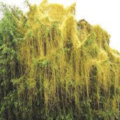 Dây Tơ Hồng tươi 1kg