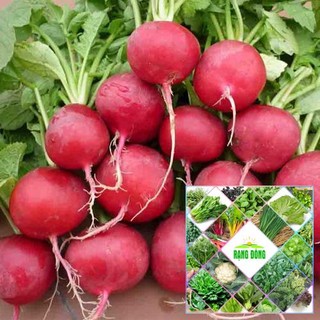 Gói 200 hạt giống củ cải đỏ f1