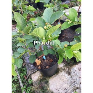 Ổi ruột đỏ