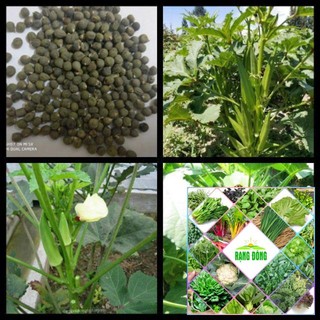 10 hạt giống đậu bắp xanh