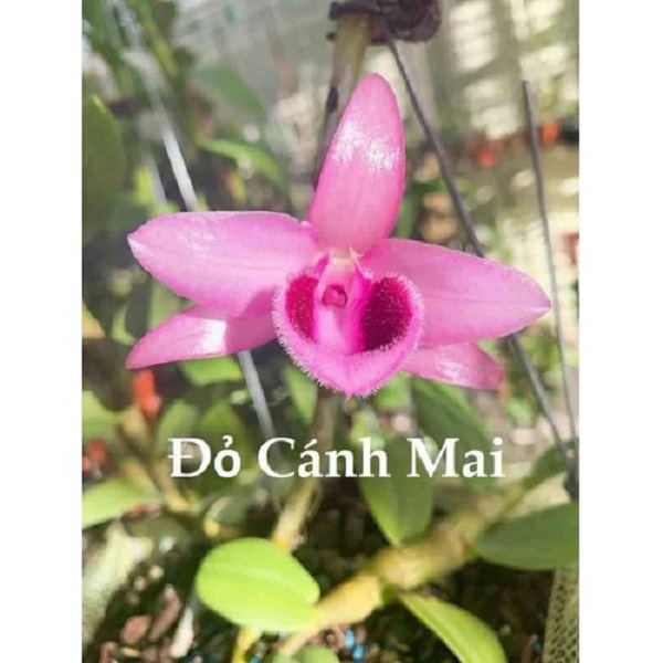 LAN PHI ĐIỆP ĐỎ CÁNH MAI - HÀNG VAR, HOA CỰC ĐẸP, CỰC HIẾM - HÀNG GIEO HẠT
